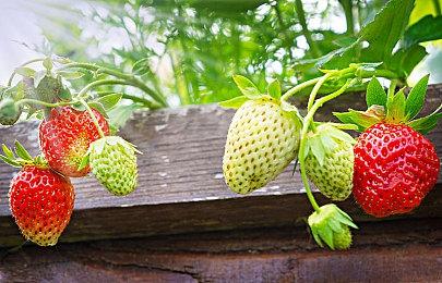 N64《班卓熊大冒险》1月加入NS网络服务追加包